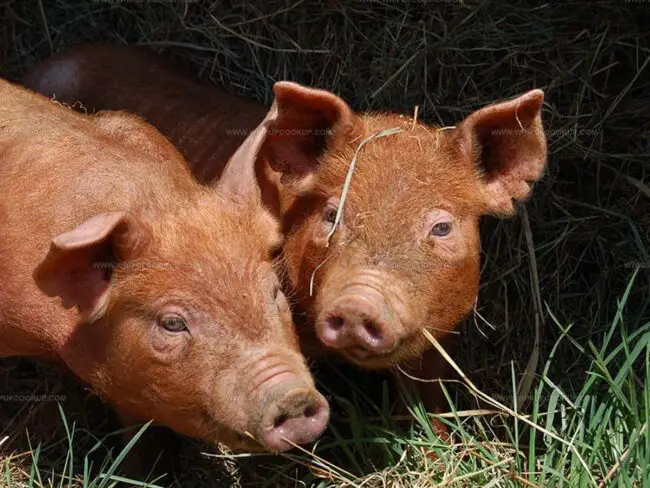 Breed Of Pig for Making English Bacon