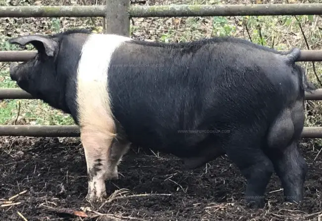 Bazna Pig