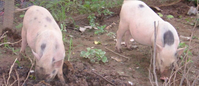 Porc Du Sud-Ouest