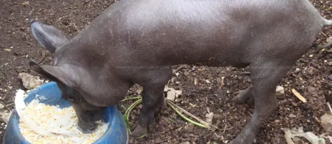 Yucatan Peninsula Hairless Pig