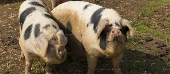 Traditionally Farmed Gloucestershire Old Spots Pork