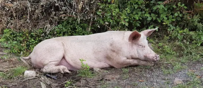 Porc De Franche-Comte