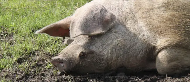 Traditionally Reared Pedigree Welsh Pork