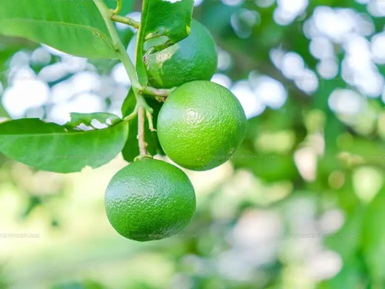 Key Lime Juice or Regular: A Citrus Taste Battle