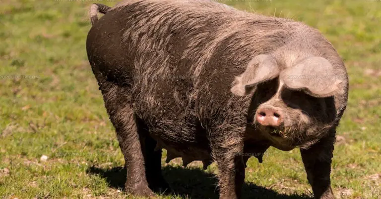 25 Irresistible Legendary Pork Dishes for Your Table