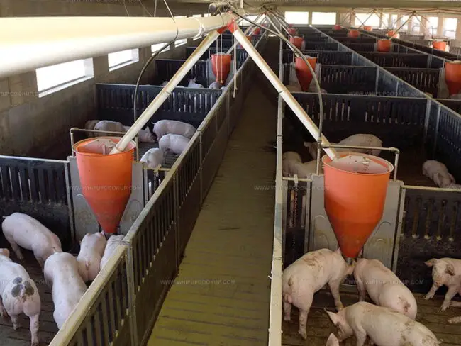 Breeds Of Pig for Making Amercain Bacon