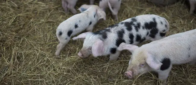 Porc De Normandie