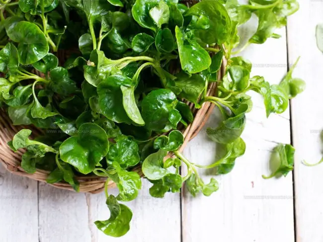 Watercress In Traditional Cuisines