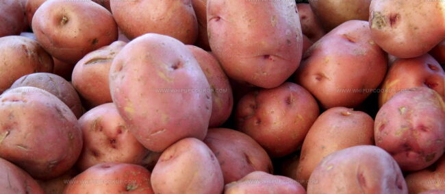 Batata De Tras-Os-Montes