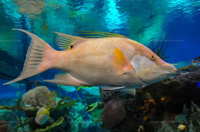 What Is Hogfish?