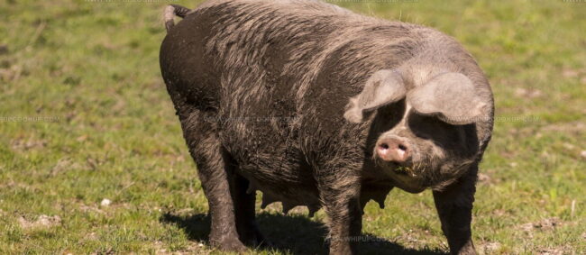 Carne De Bisaro Transmontano