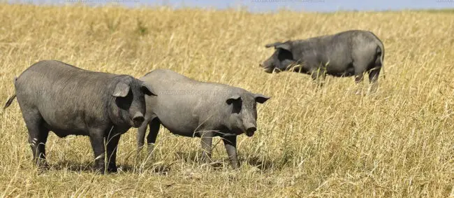 Carne De Porco Alentejano