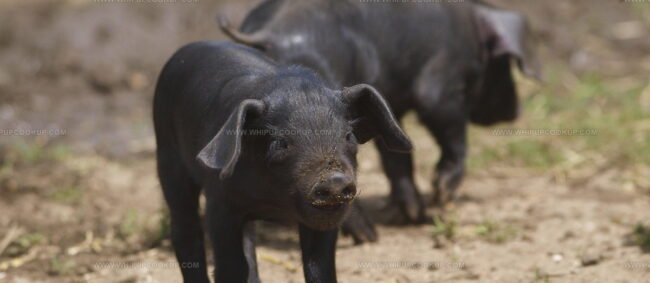 Morava Pig