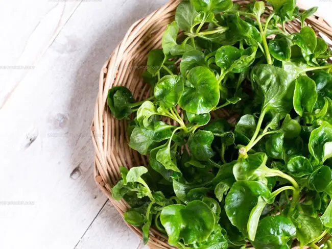 Health Benefits of Watercress