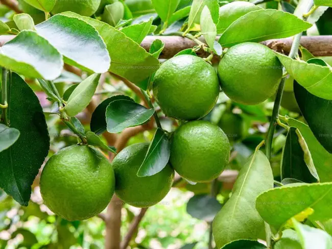 Lime: The Overview