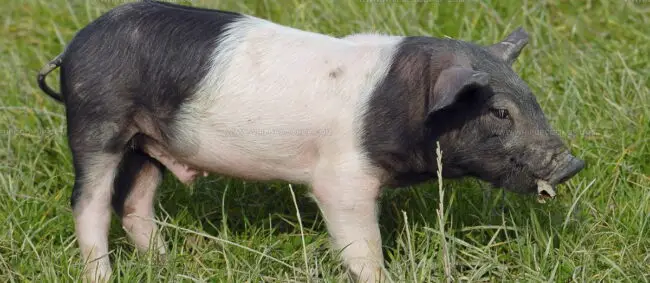 Porc Du Limousin